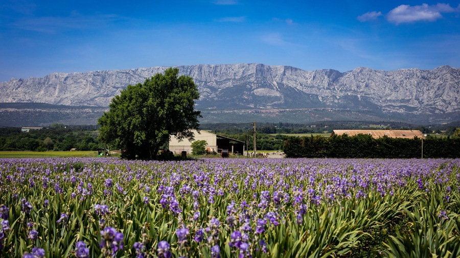 Trets , France - Champ d'Iris 3