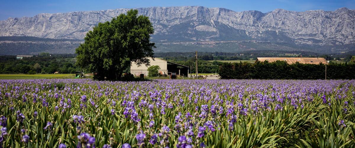 A field of purple flowers with a mountain range in the background and a building in the foreground.