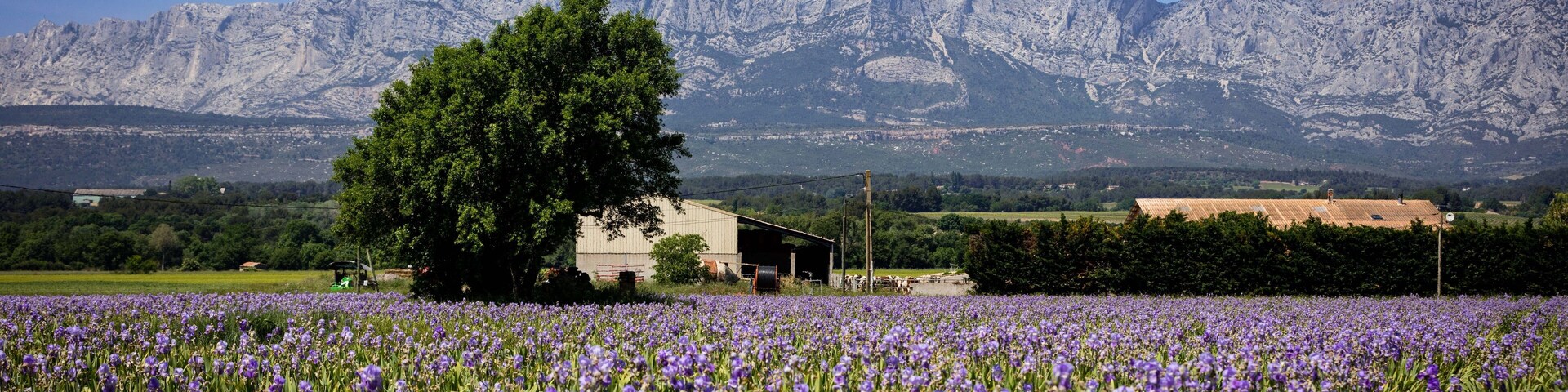 A field of purple flowers with a mountain range in the background and a building in the foreground.