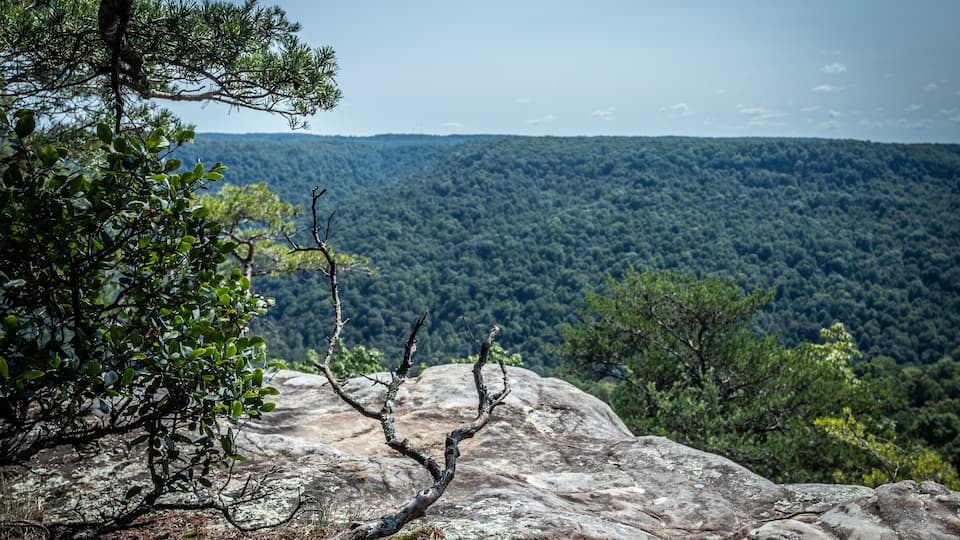 A rocky outcrop with a view of a dense forest in the background.