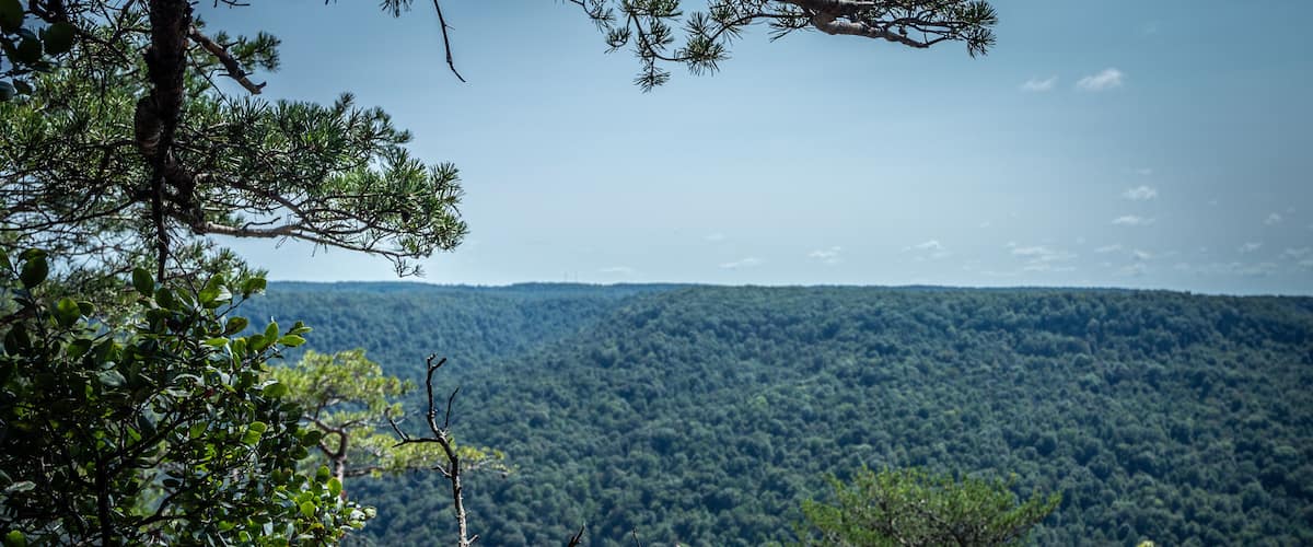 pine tree on the mountain
