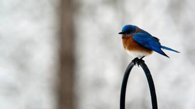 Eastern bluebird 5