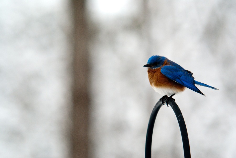 Eastern bluebird 5