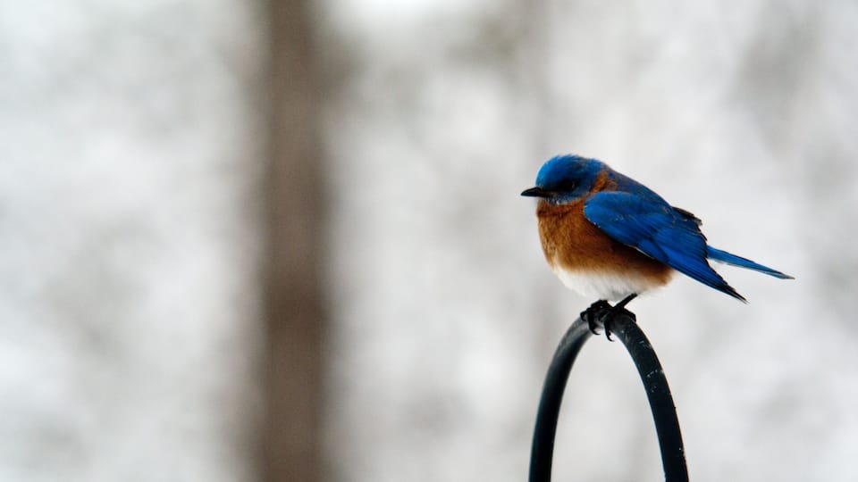 A bird perched on a curved metal rod.