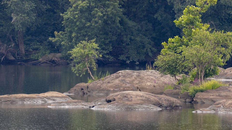 A calm river with large rocks and dense forest in the background.