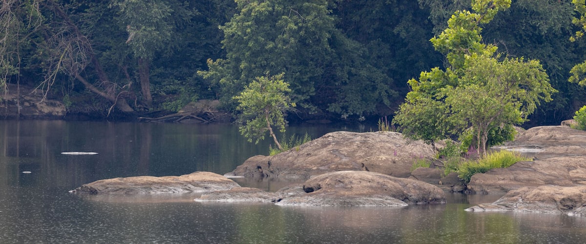 A calm river with large rocks and dense forest in the background.