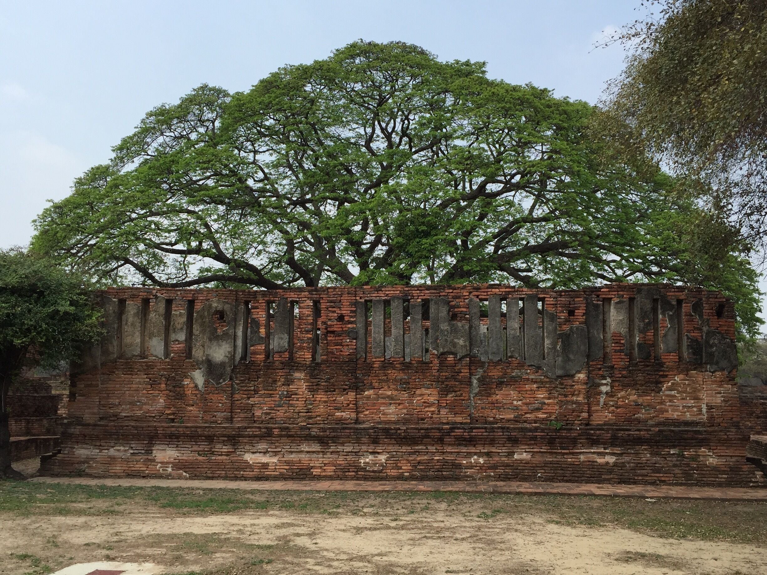 Behind the ruins live this tree of life!  Beautiful!