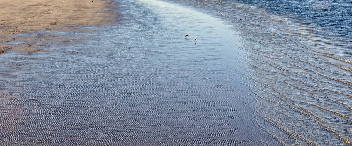 Seagulls hunting in the shallow water at the pier of Kingston SE - SA, Australia