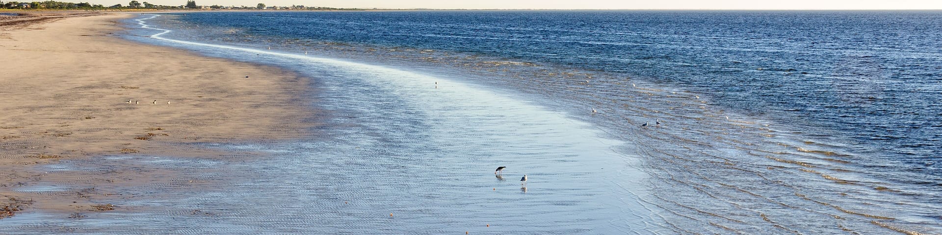 Seagulls hunting in the shallow water at the pier of Kingston SE - SA, Australia