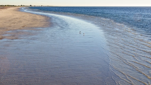 Seagulls hunting in the shallow water at the pier of Kingston SE - SA, Australia