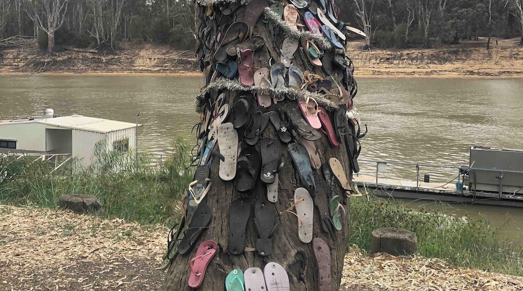 This is one of two trees that people have nailed thongs, flip flops to in Echuca.
Why? Because they could.