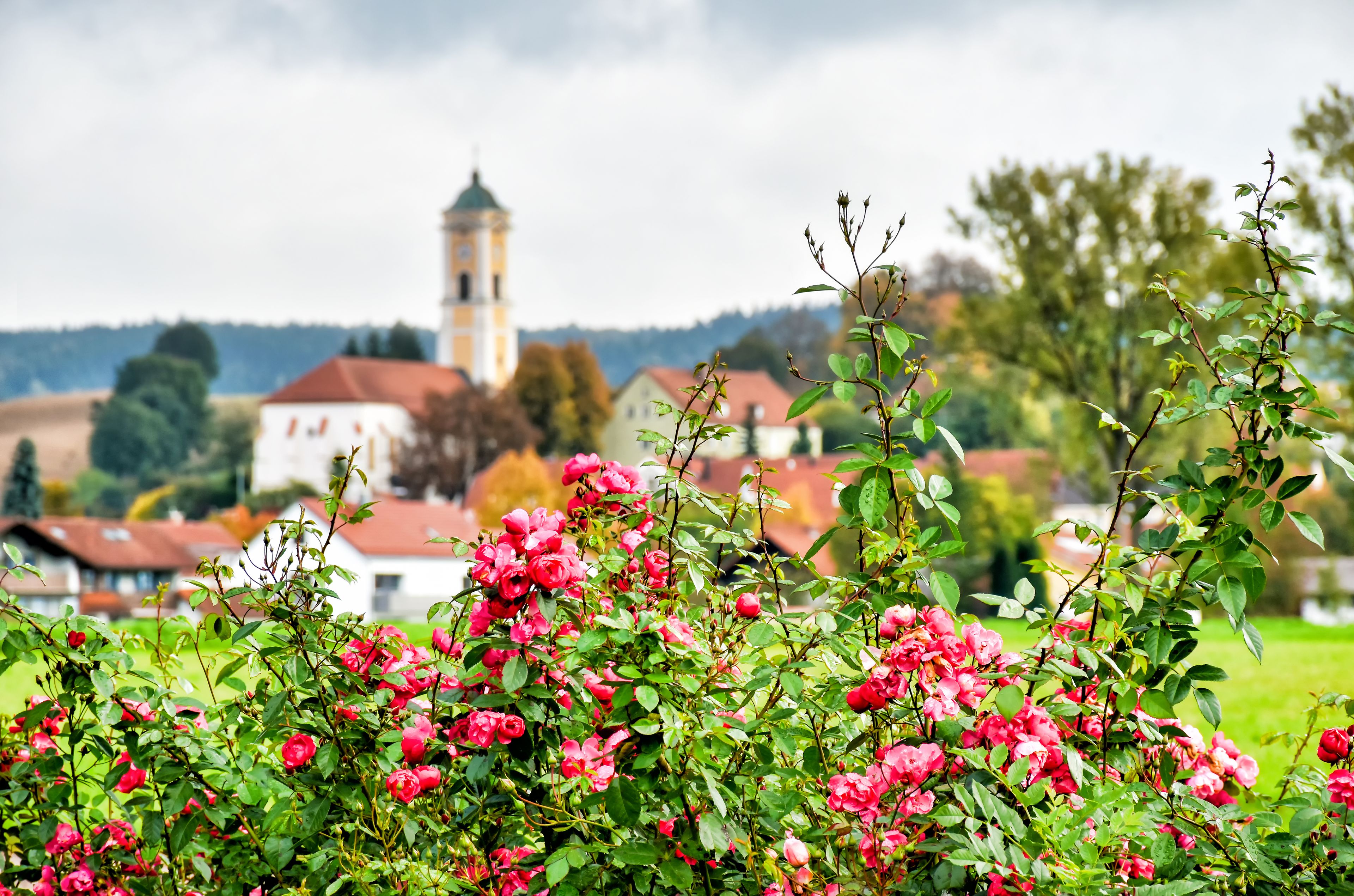 A town with a prominent church tower, lush greenery, and blooming pink roses.