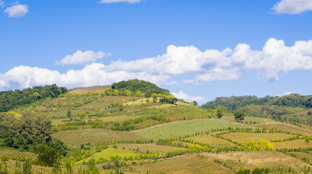 Vineyard of grapes in the Vale dos Vinhedos.