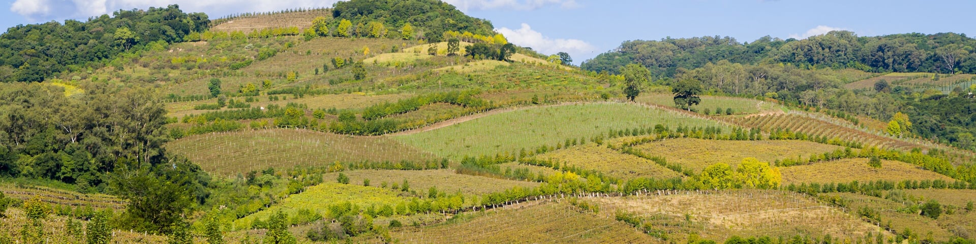 Vineyard of grapes in the Vale dos Vinhedos.