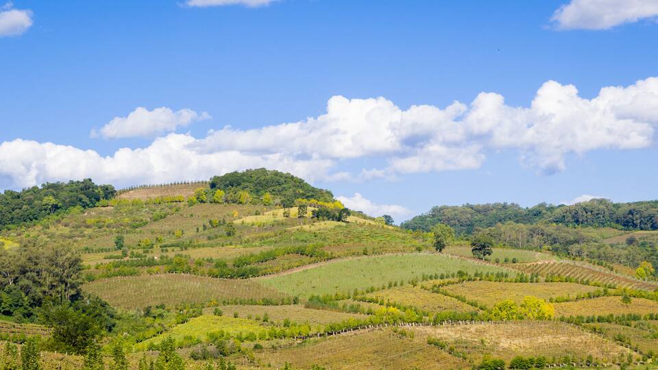 Vineyard of grapes in the Vale dos Vinhedos.