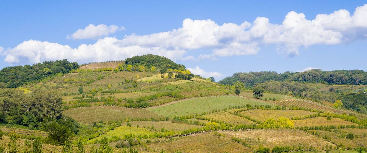 Rolling hills with vineyards and a clear blue sky.