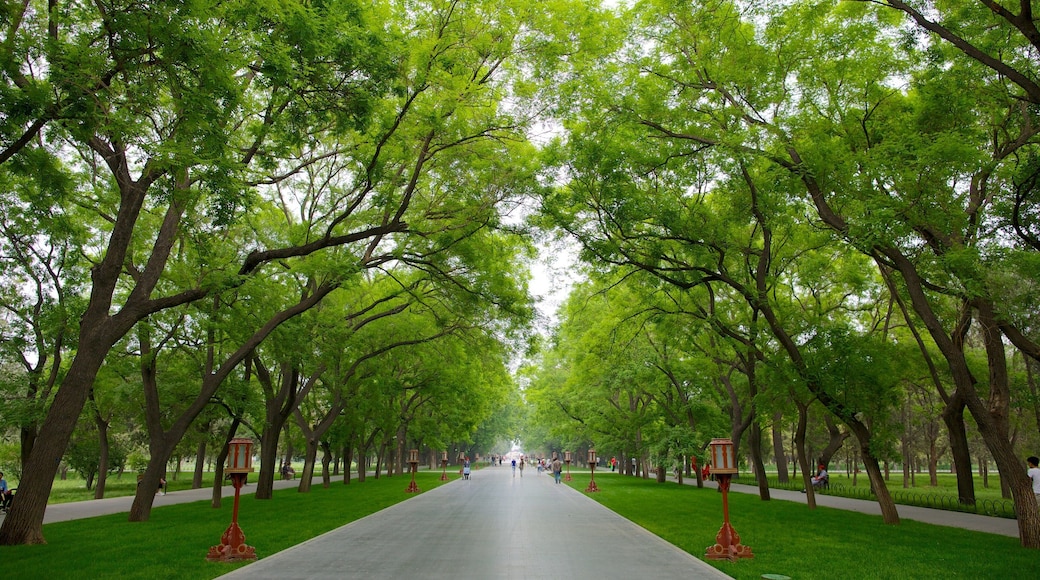 Temple of Heaven showing a park