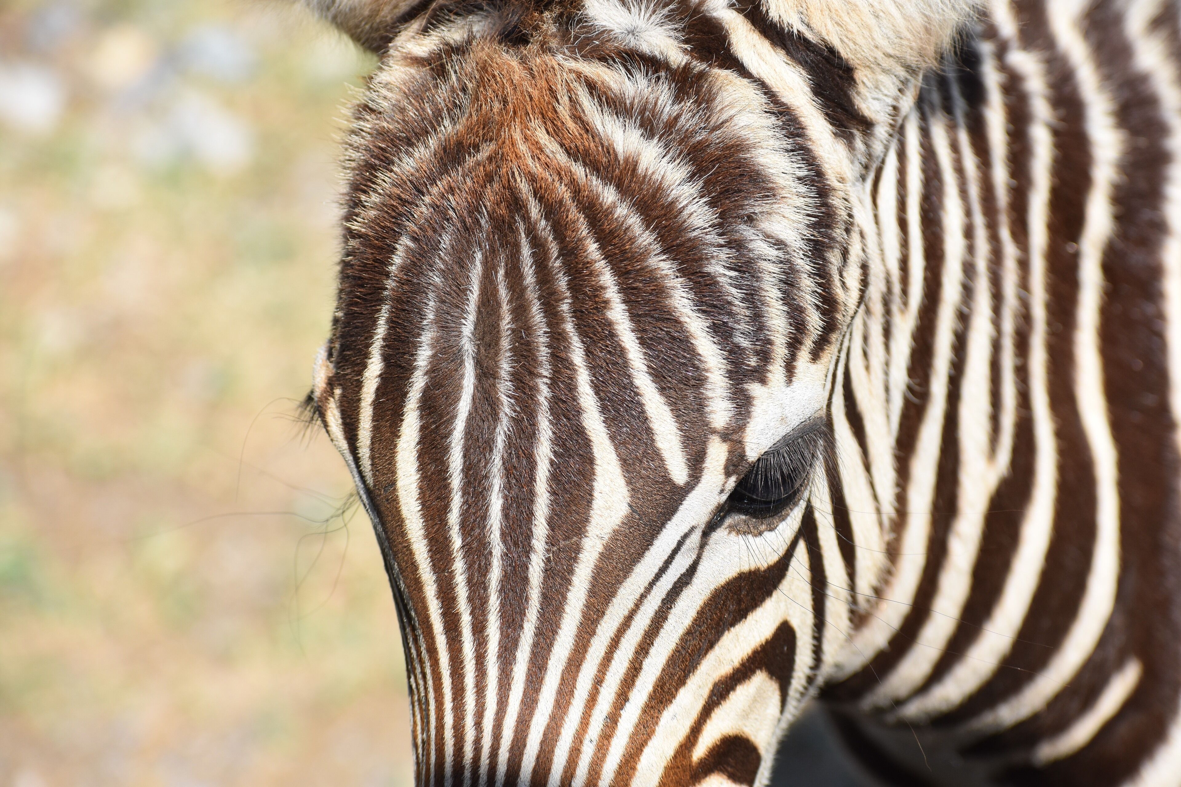 Saw the cutest zebra foal on a safari #nature