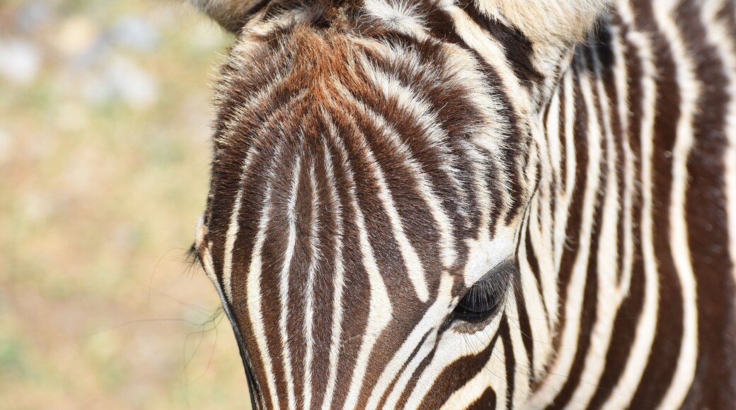 Saw the cutest zebra foal on a safari #nature