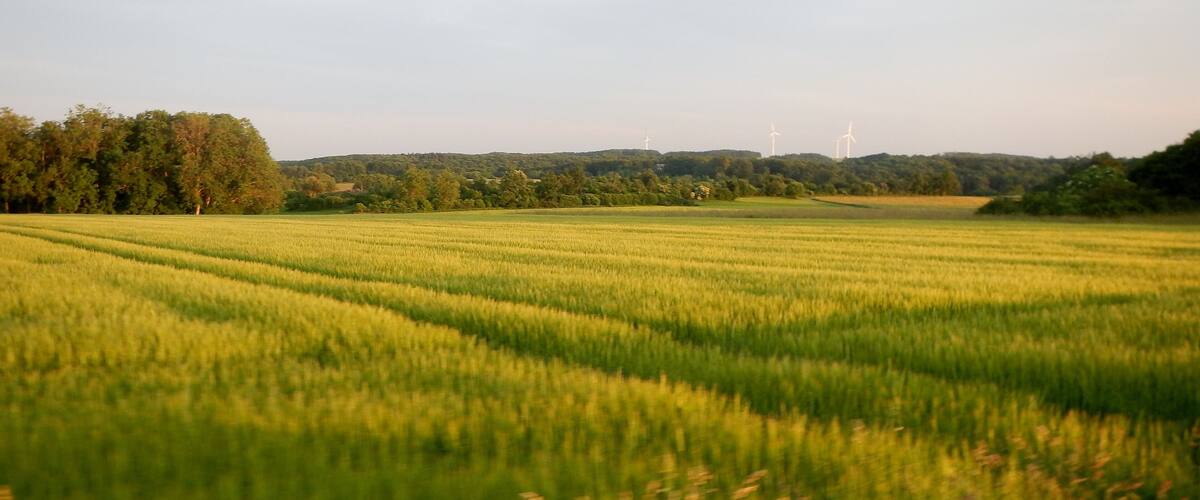 A vast green field with rows of crops, a forested hill in the background, and wind turbines in the distance.