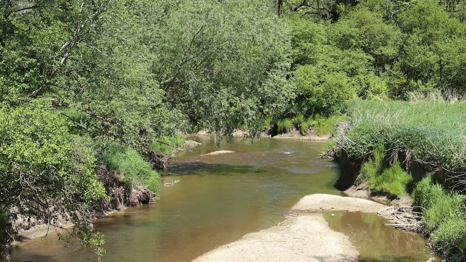 A river flowing through a forested area with dense greenery and trees.