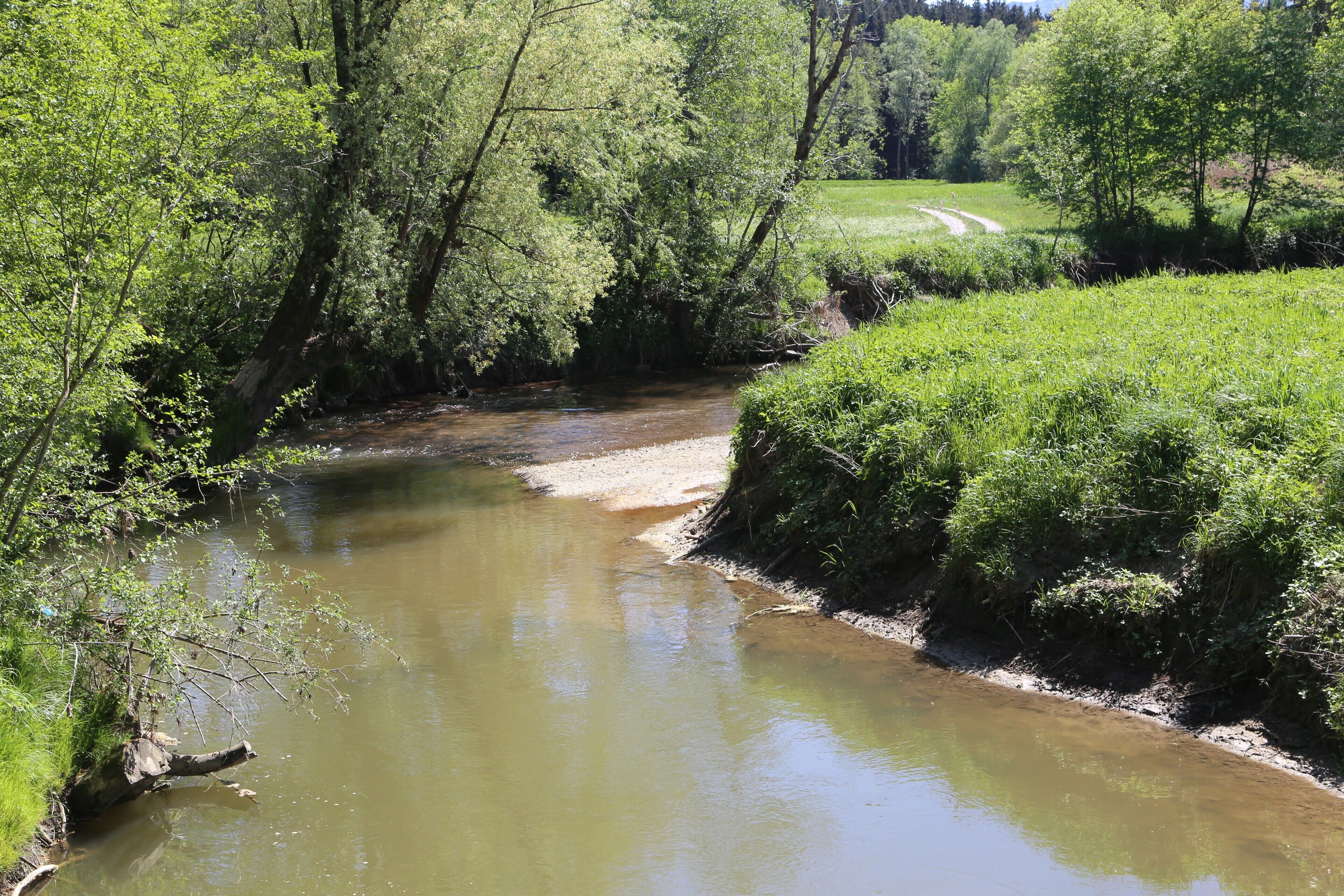 A river flowing through a forested area with lush greenery and a dirt path in the background.