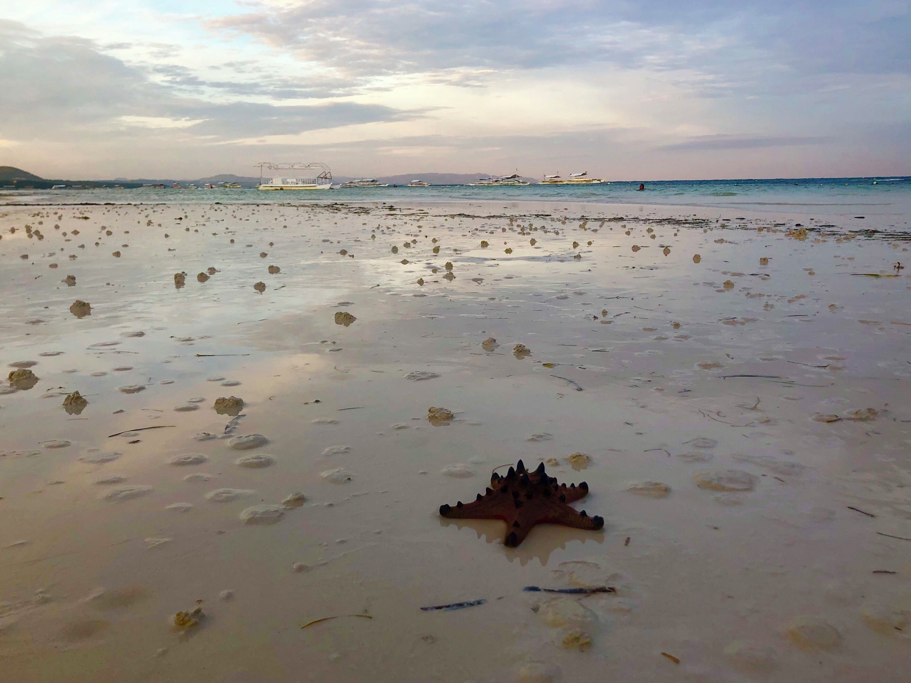 Dumaluan Beach Resort 
#bohol #starfish #beach #nature