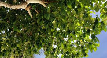 Nice beach with lots of cafe and bars