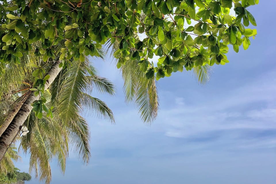 A beach with palm trees, clear water, and people relaxing.