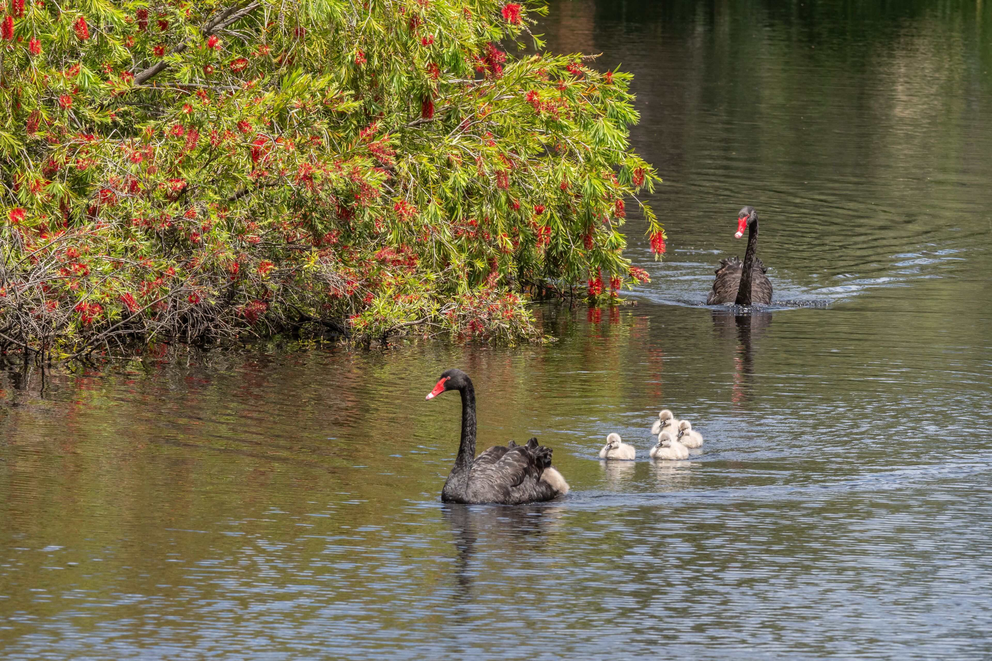 A Black Swan Family
