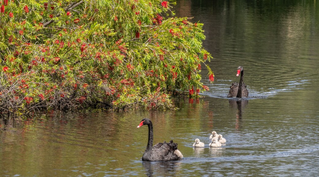 A Black Swan Family