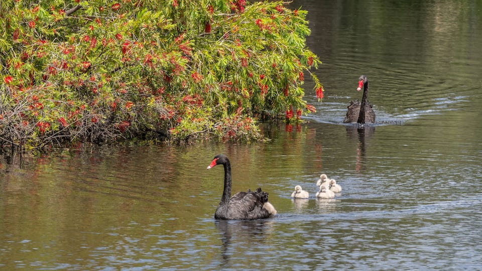 A Black Swan Family