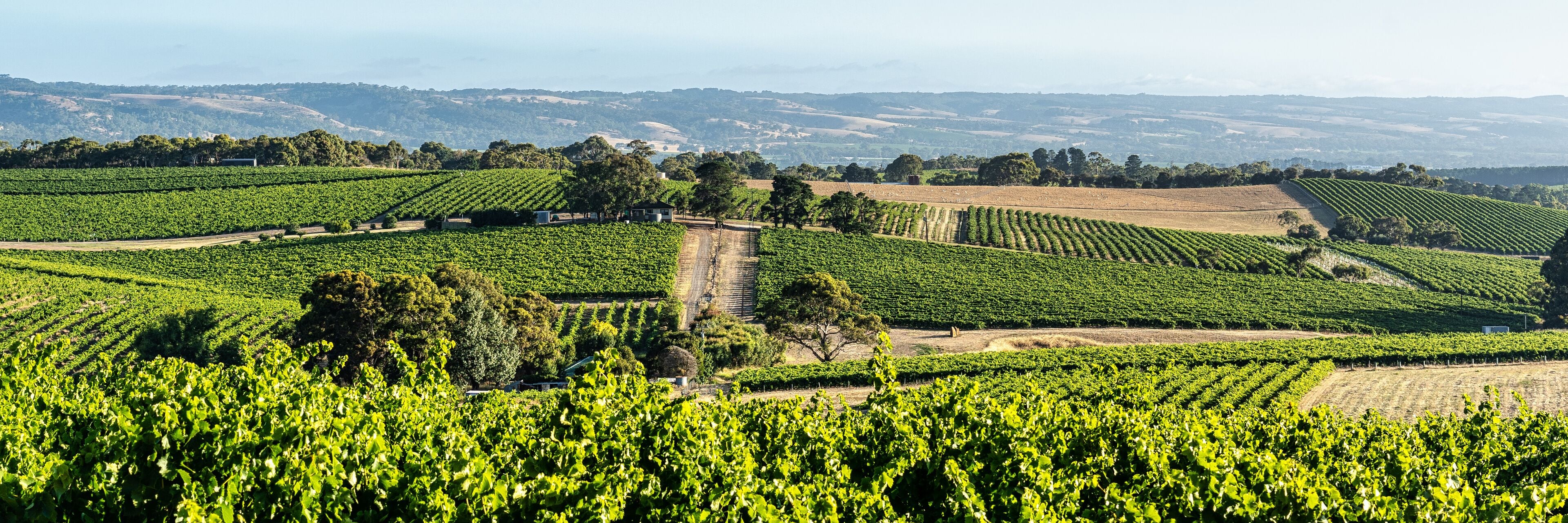 McLaren Vale Vineyards