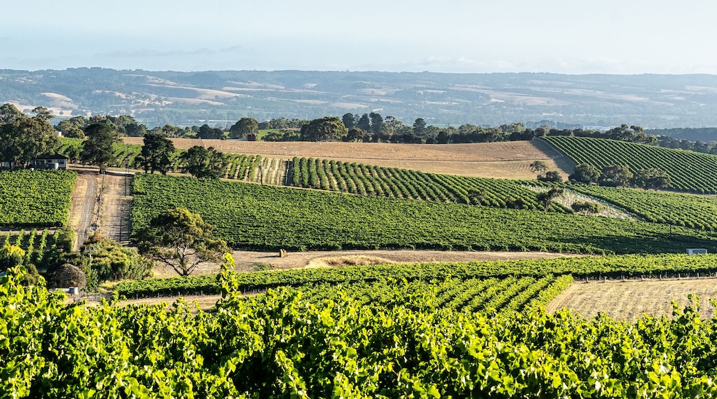 Club de golf The Vines