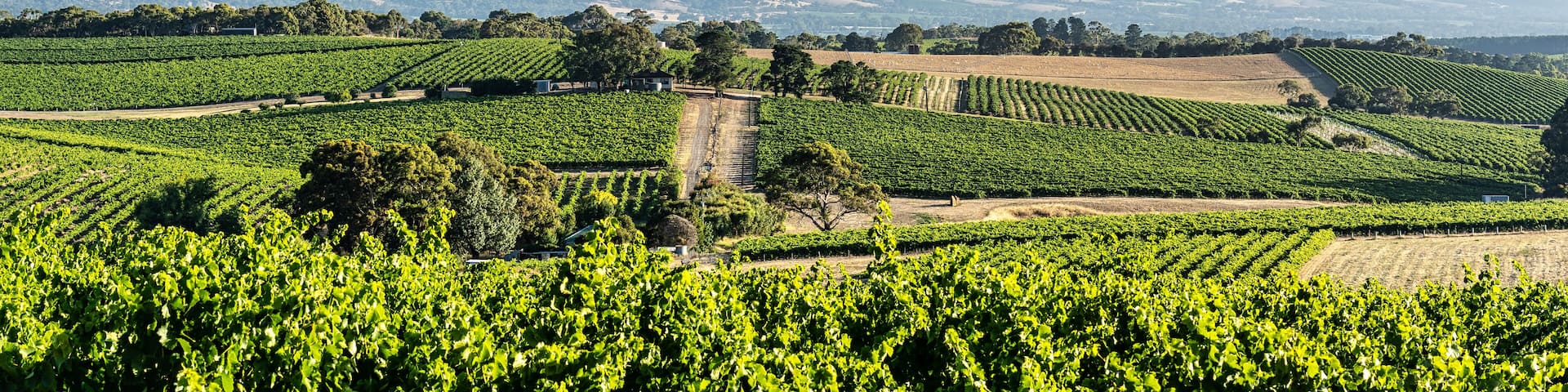 McLaren Vale Vineyards