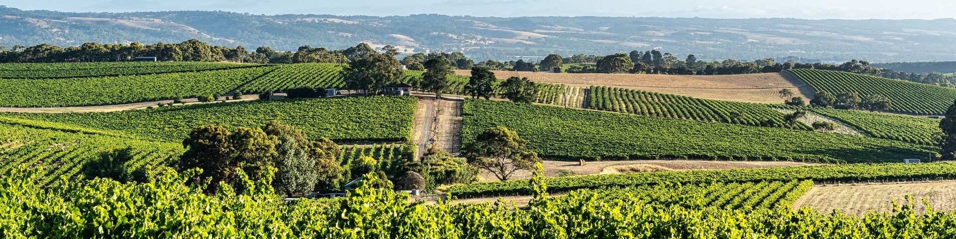 McLaren Vale Vineyards