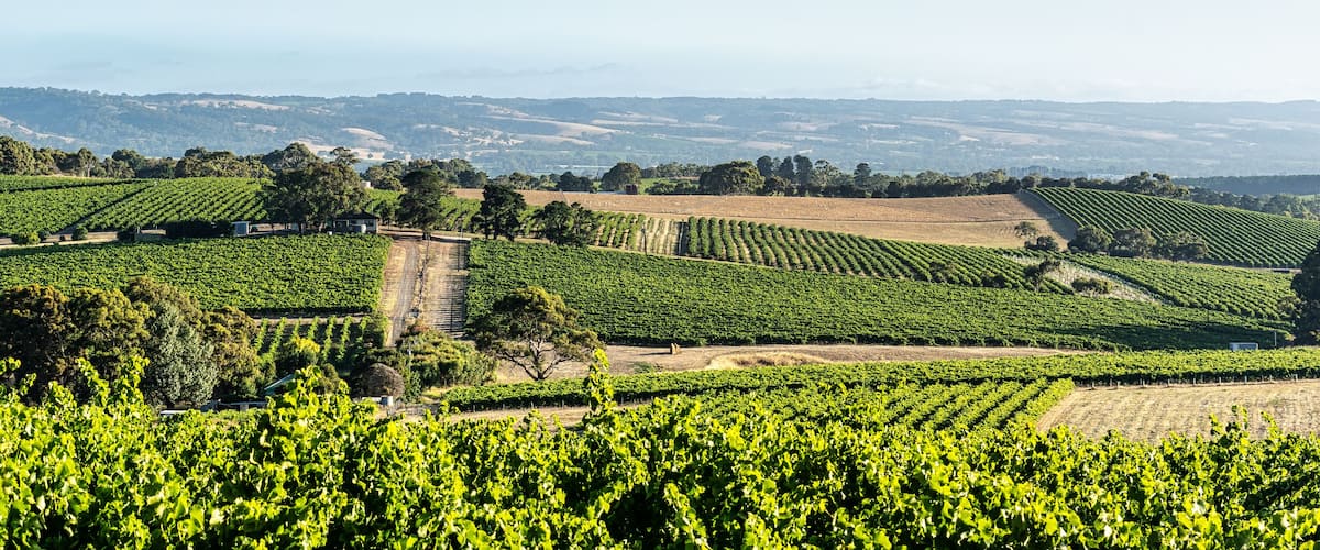 McLaren Vale Vineyards