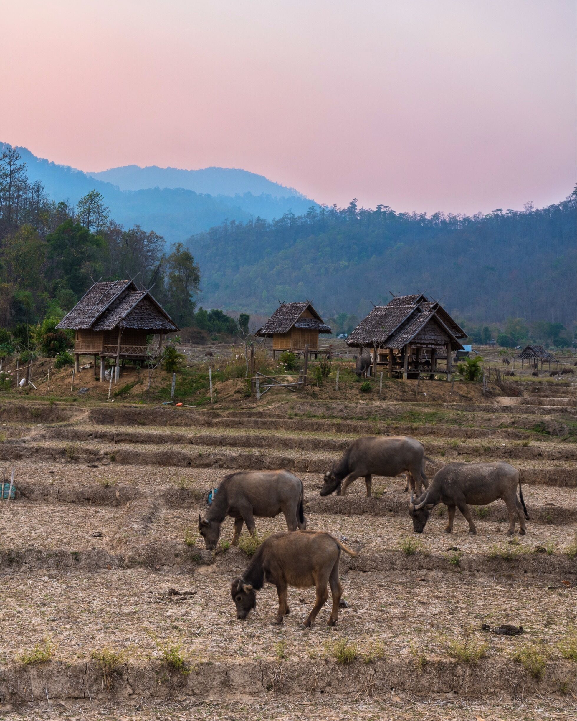 In the „Smoke-Season“, from Februar until April, the smoke and the sun illuminates the sky in northern Thailand for sunset to some kind of a color book.

The smoke comes from agricultural land, which is burned before the new seeds can be sown.
The same thing happens to areas of the jungle. To get rid of all the old leaves to make room for mushrooms and spices.

In the spring, it is actually a rice terrace with a beautiful bamboo bridge that’s connect the near village with a temple across the rice terrace. 

#thailand #sky #mountains #pai
 #sunset #riceterrace #earthporn #travelphotography #wanderlust #asia #viewtheworld
#bvsquad #buffalo








