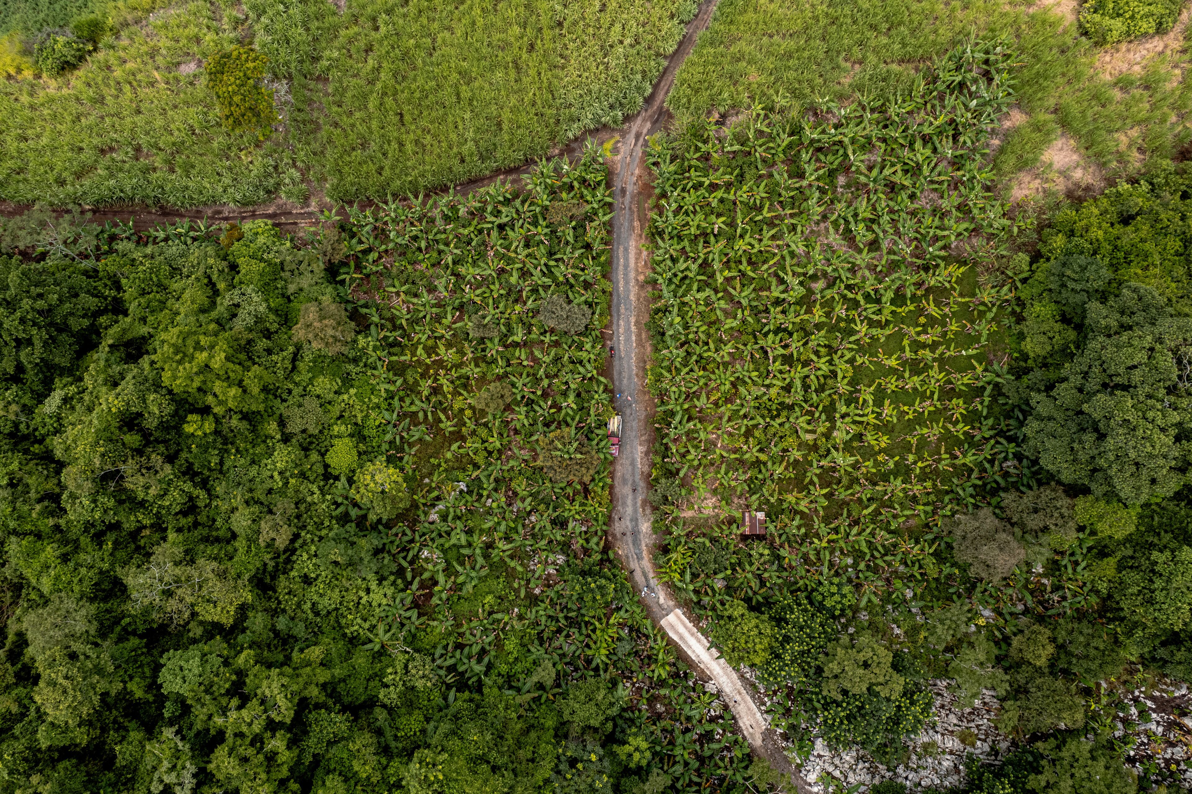 Aerial view of lush coffee fields and forest with a winding road, Cordoba, Mexico.