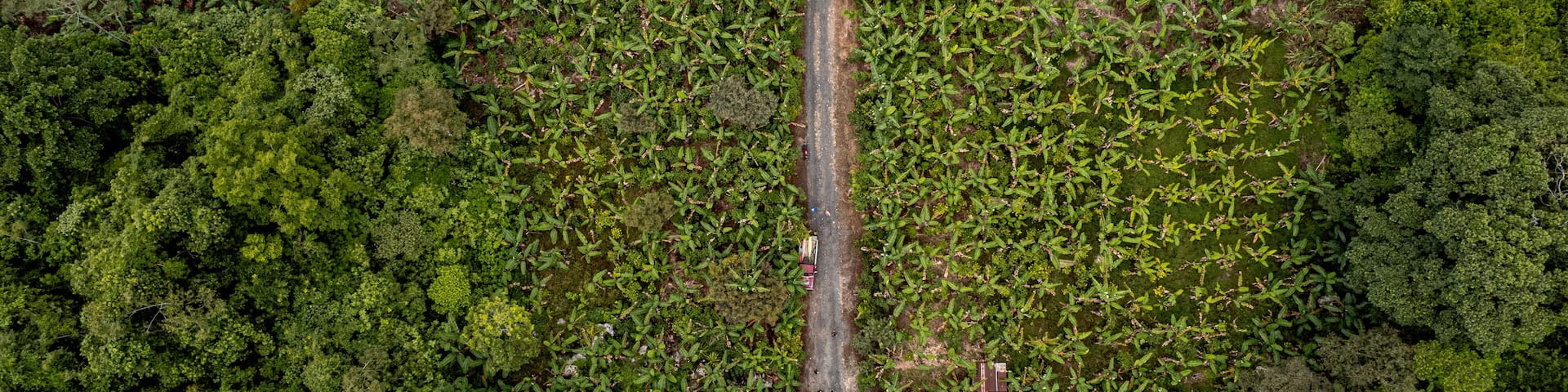 Aerial view of lush coffee fields and forest with a winding road, Cordoba, Mexico.