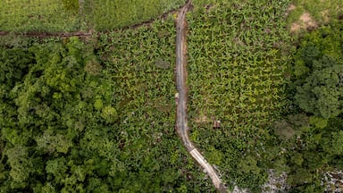 Aerial view of lush coffee fields and forest with a winding road, Cordoba, Mexico.