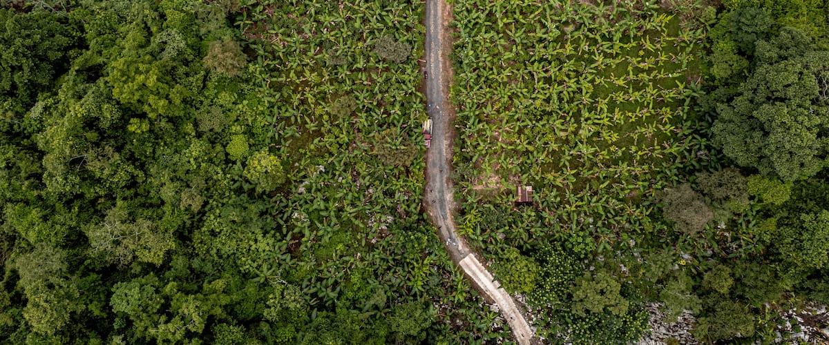 An aerial view of a forested area with a narrow dirt road cutting through it.