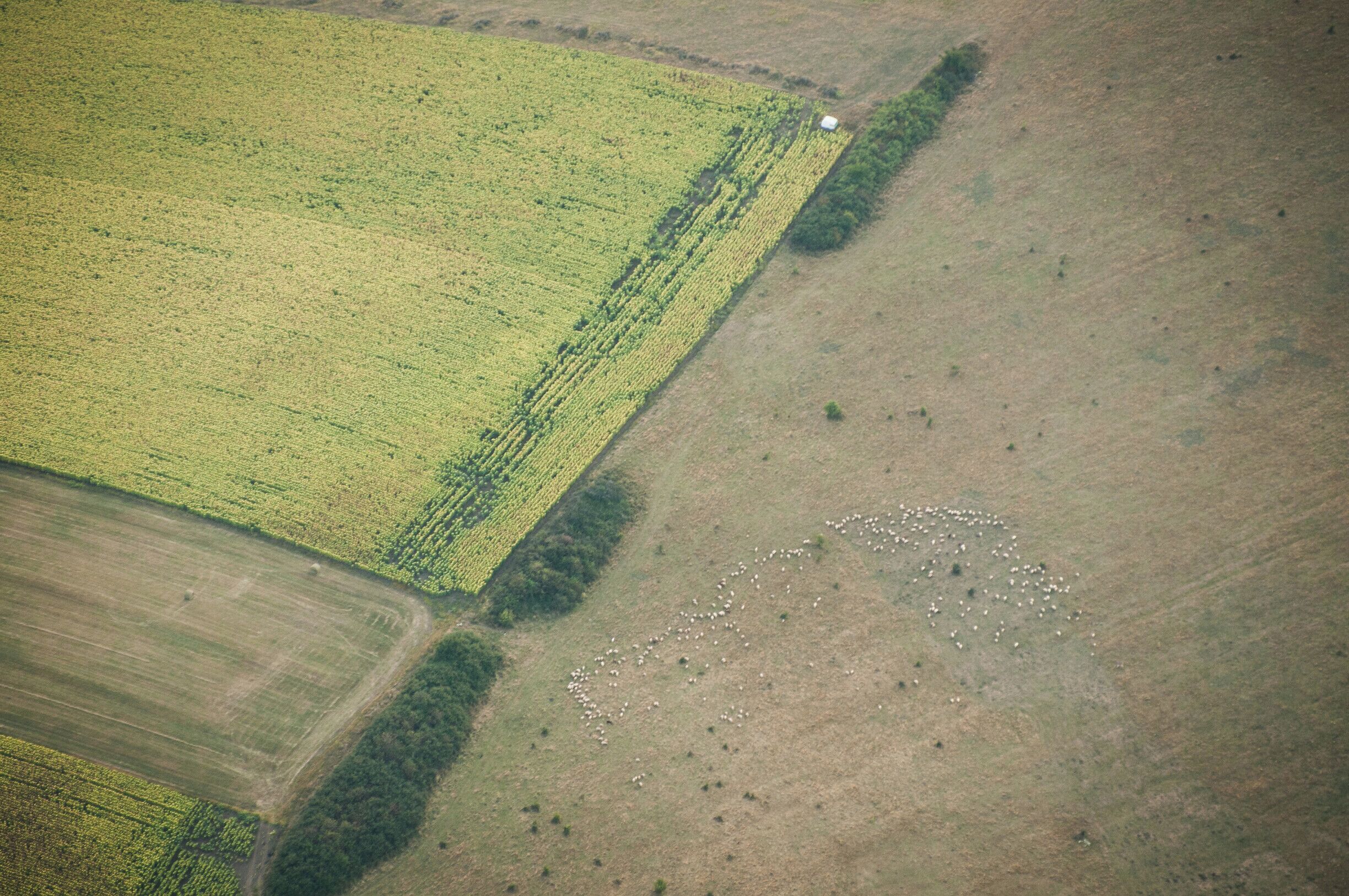 An aerial view of a farm with distinct fields, a herd of sheep, and a small white building.