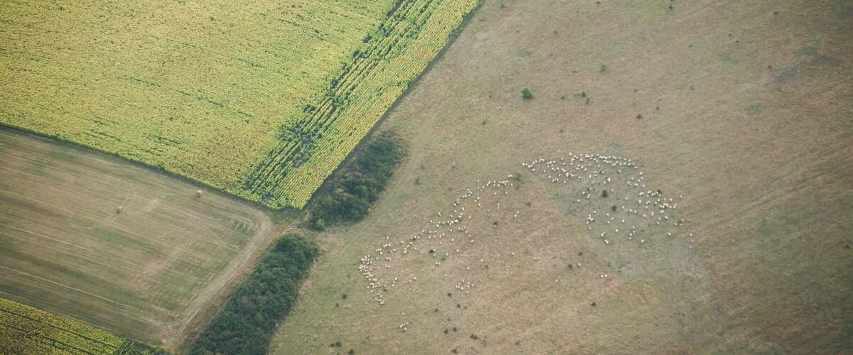 An aerial view of a farm with distinct fields, a herd of sheep, and a small white building.
