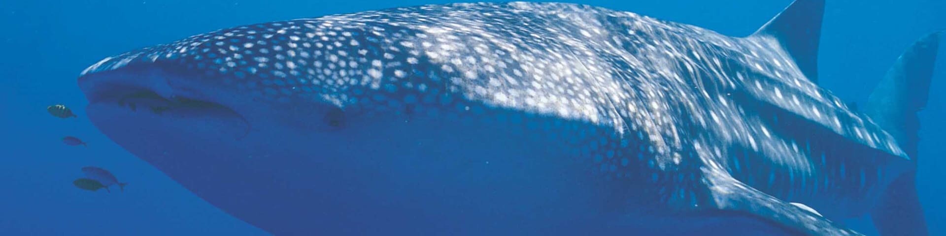 Coral Coast