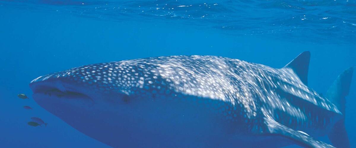 A large whale shark swimming in the ocean.