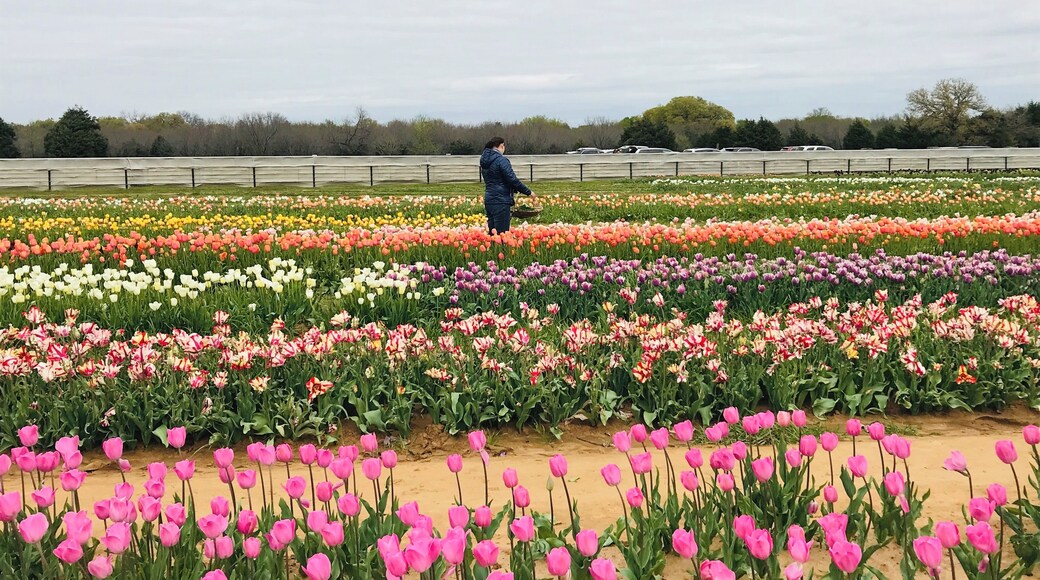 Such a cute tulip farm! #culture #travel