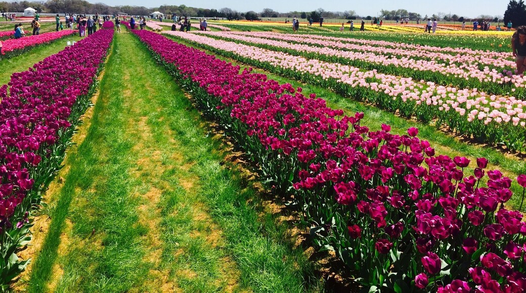 Texas-tulips is the first place that has tulips blooming in season. It's about a few miles north of The Colony and the views were breathtaking! The tulips are available at the rate of $2.50 a tulip and they are pick your own! They had close to 12 varieties of different colours. Great way for a day trip!