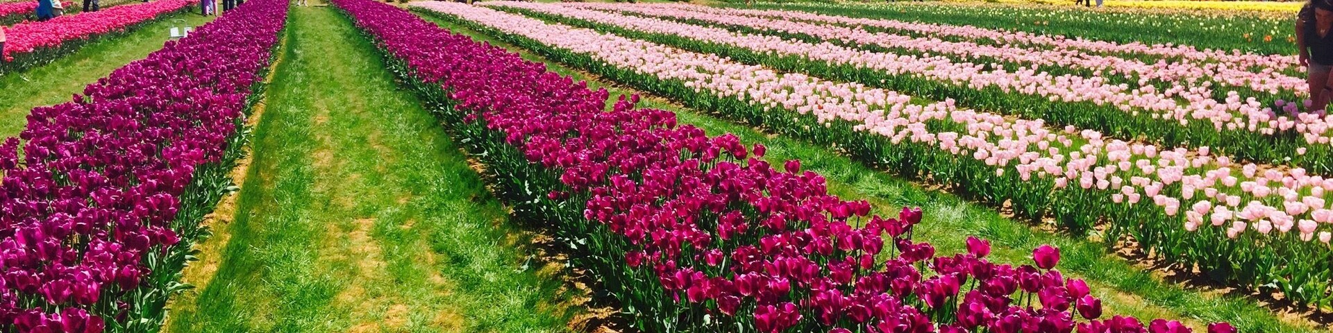 Texas-tulips is the first place that has tulips blooming in season. It's about a few miles north of The Colony and the views were breathtaking! The tulips are available at the rate of $2.50 a tulip and they are pick your own! They had close to 12 varieties of different colours. Great way for a day trip!