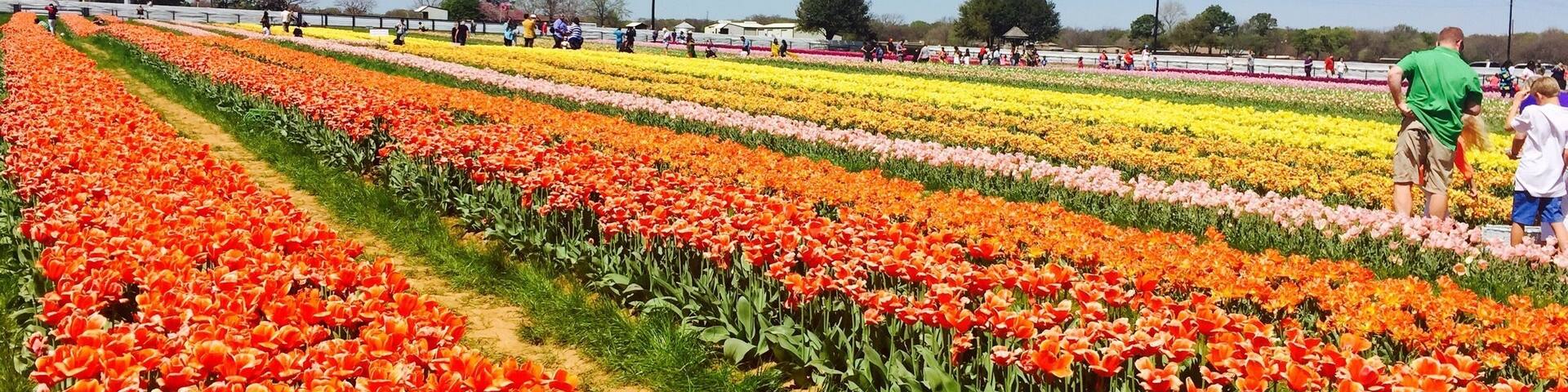 Texas tulips was this amazing Pick your own Tulip place in North Texas. The drive to Pilot Point was filled with green fields and ponds! There is no entry fee but the cost of a tulip is $2.50. There are picnic tables for lunches and a small hay maze! Great idea for a day trip with the kids!!!
#colorful